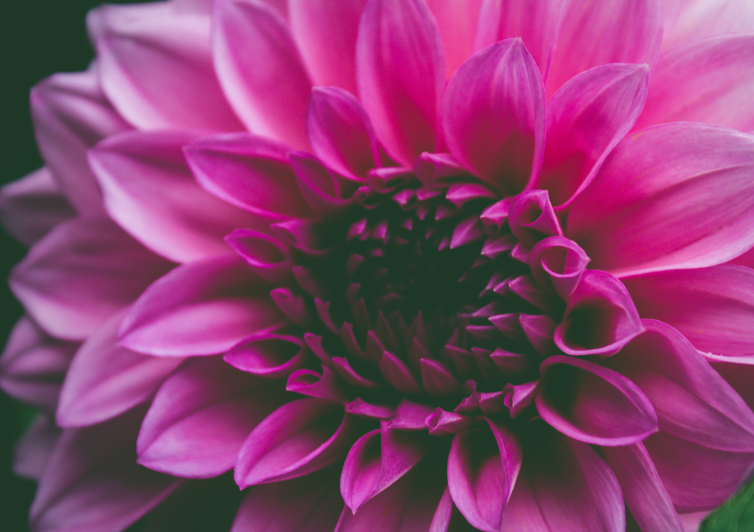 Optimizing Your Blog for Driving Organic Traffic
